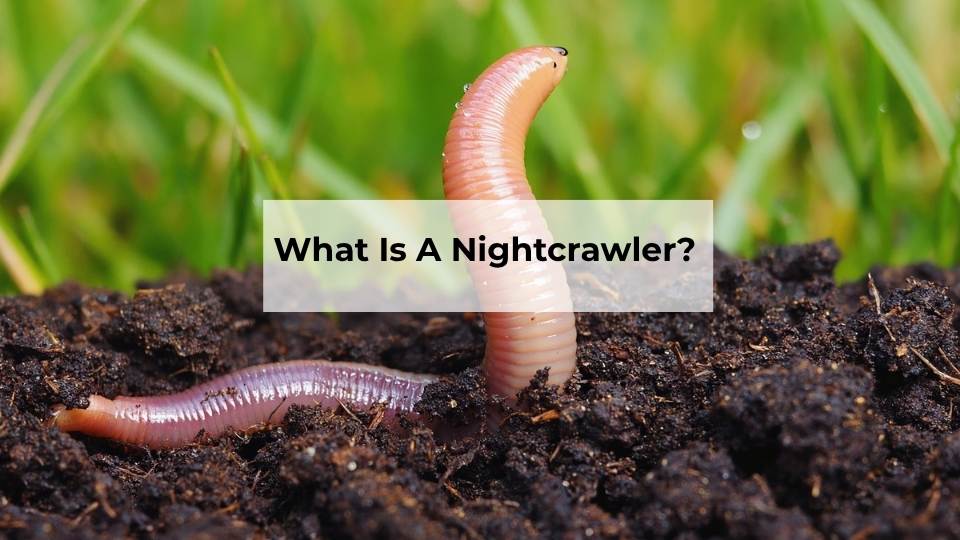 What Is A Nightcrawler?