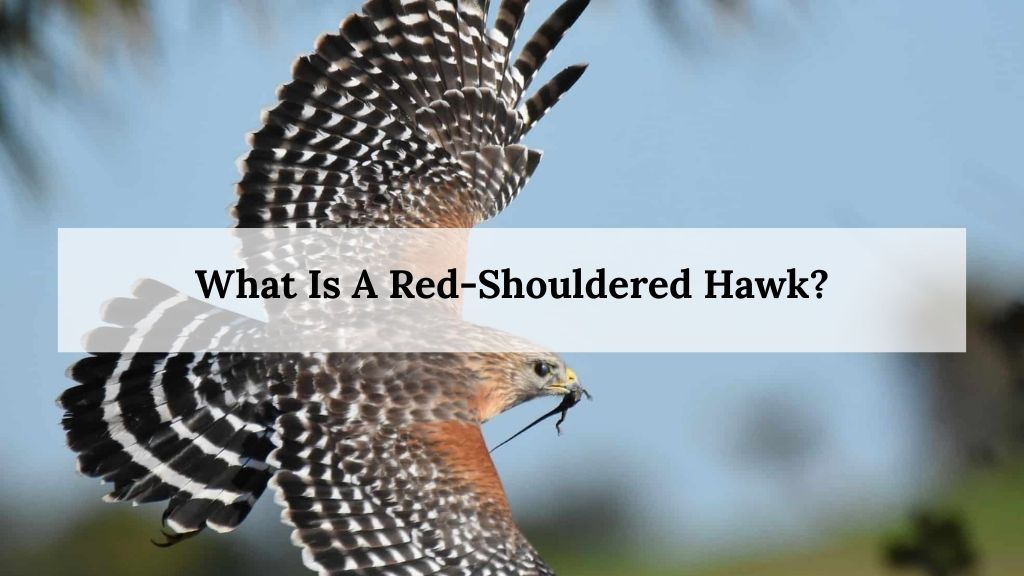 What Is A Red-Shouldered Hawk