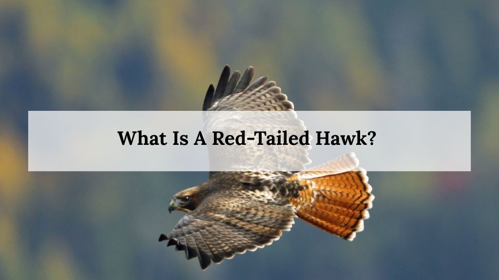 What Is A Red-Tailed Hawk 