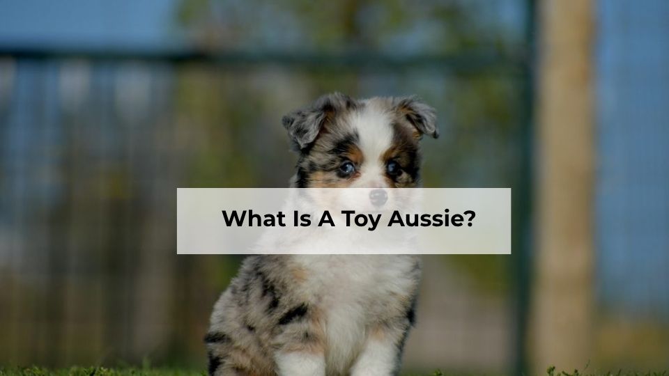 What Is A Toy Aussie?