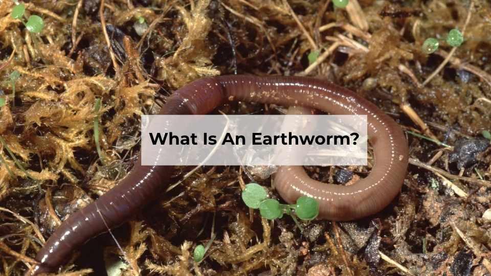 What Is An Earthworm?