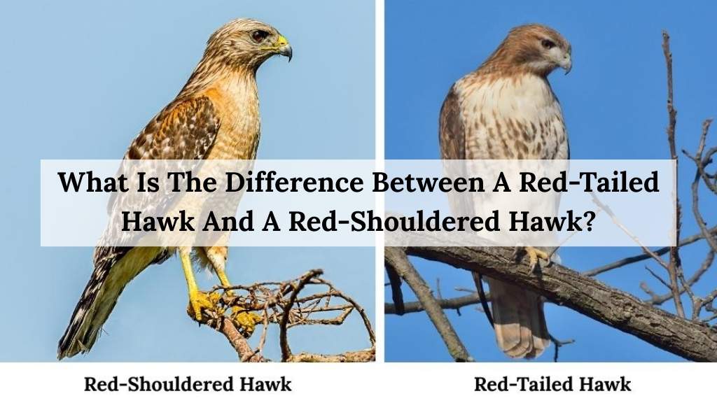 What Is The Difference Between A Red-Tailed Hawk And A Red-Shouldered Hawk