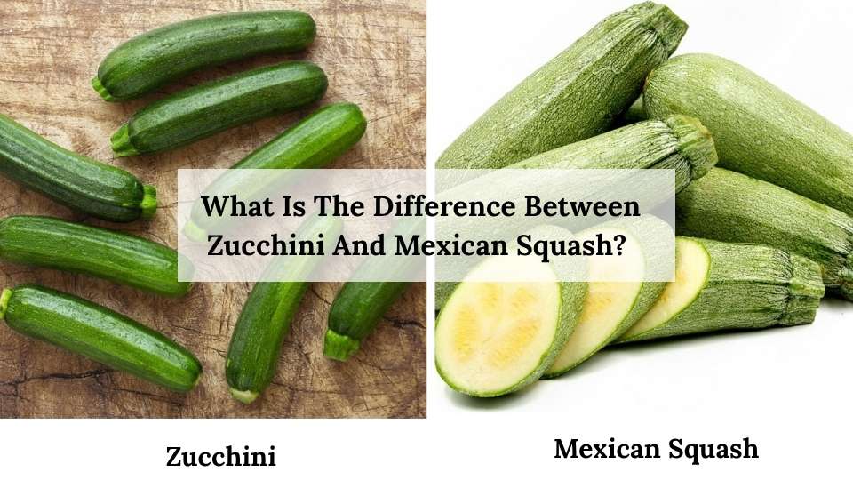 What Is The Difference Between Zucchini And Mexican Squash?