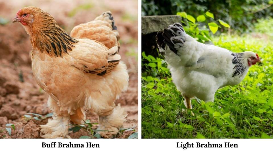 A Comparison between Buff Brahma Hen and Light Brahma Hen