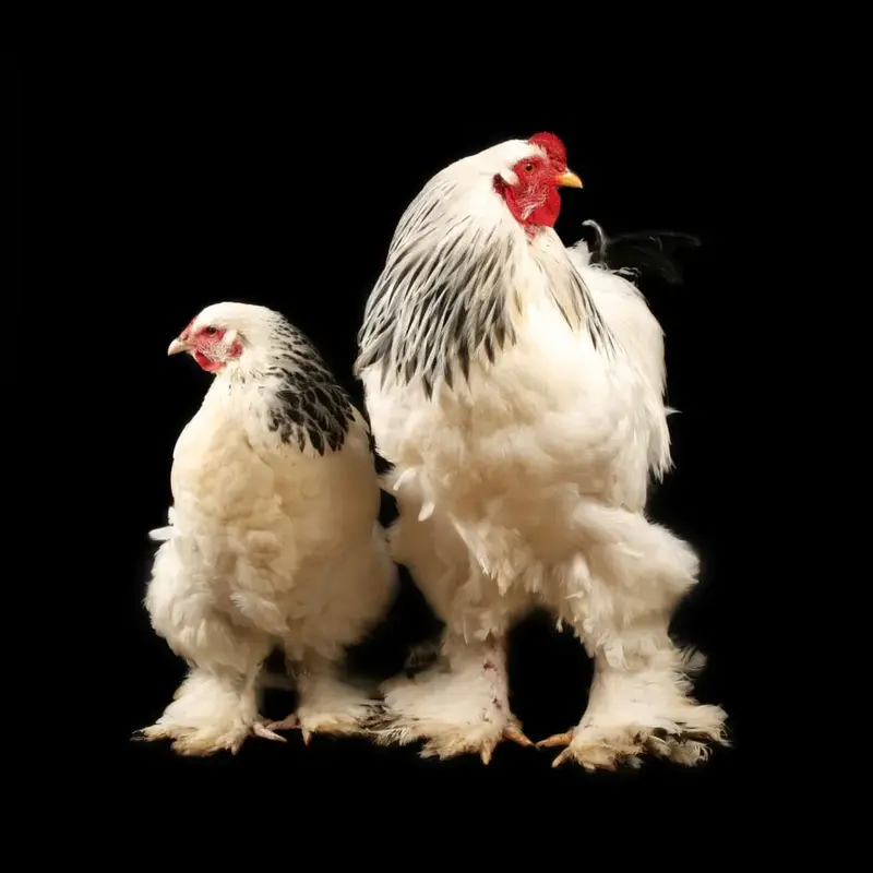 An Comparison between Light Brahma Hen and Rooster