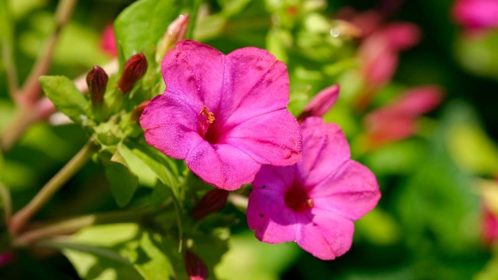 An Image of 4 ‘O Clock Flower