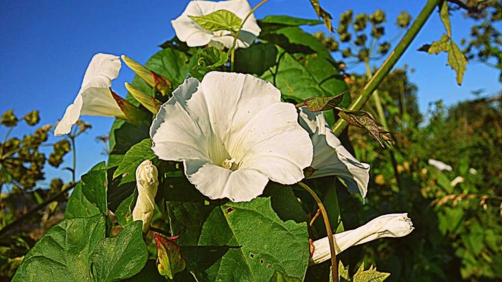 An Image of Bindweed Flower