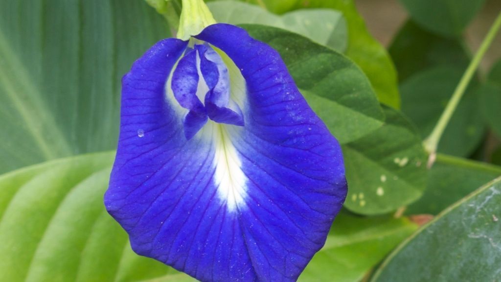 An Image of Blue Pea Flower