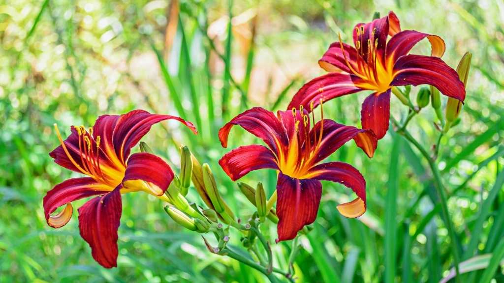 An Image of Daylily Flower 