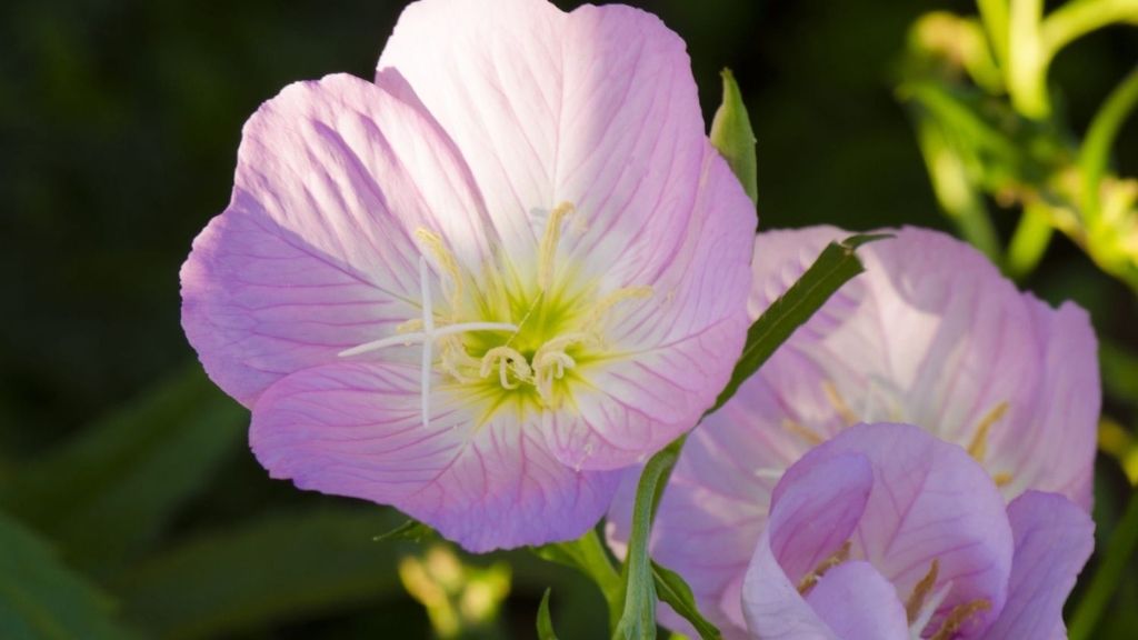 Evening Primrose Flower