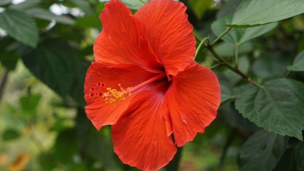 An Image of Hibiscus Flower 