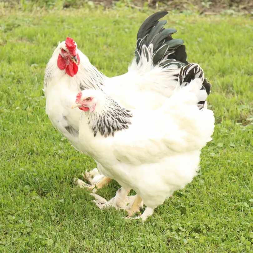 An Image of Light Brahma Hen and Rooster