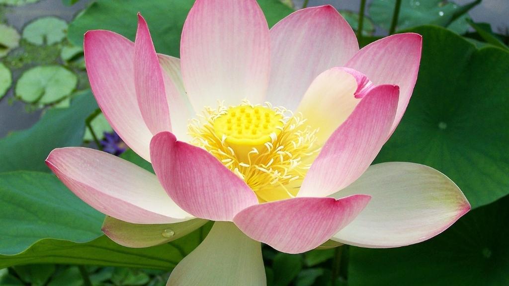 An Image of Lotus Flower 