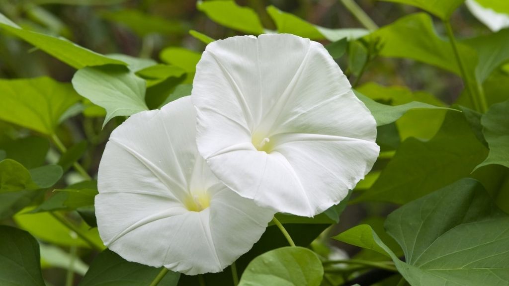 An Image of Moonflower