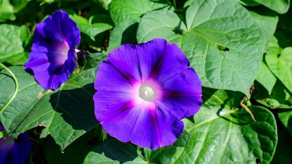 An Image of Morning Glory Flower 