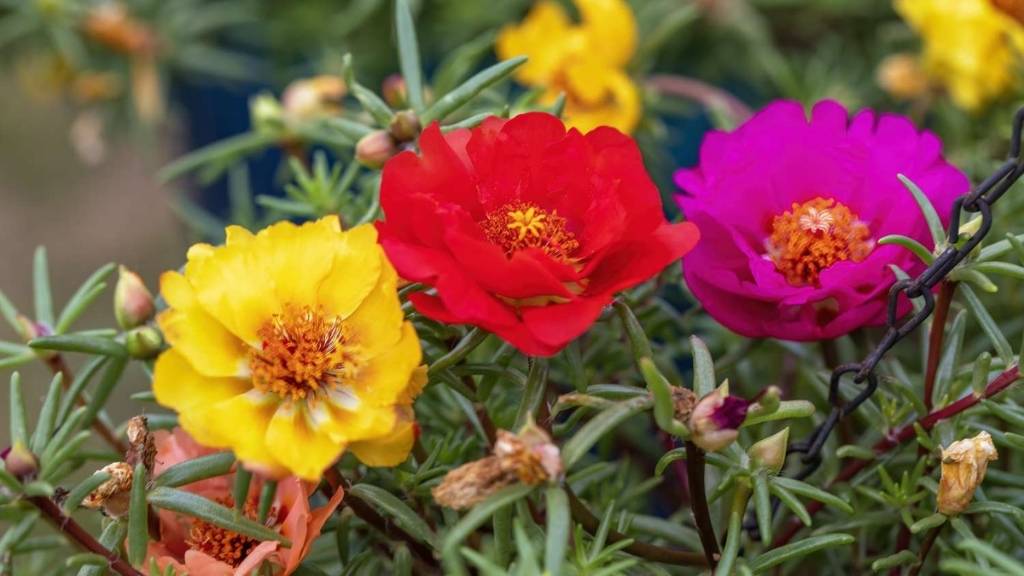 An Image of Portulaca Flower