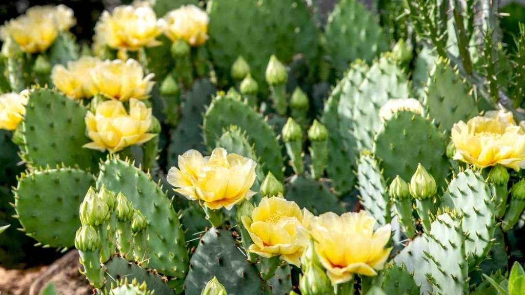 An Image of Prickly Pear Cactus Flower