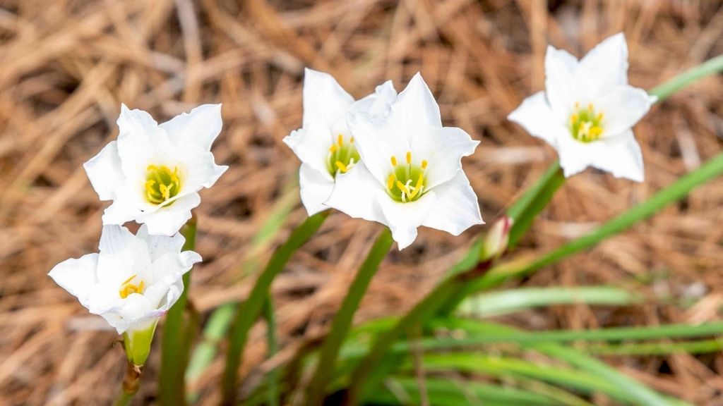 An Image of Rainlily Flower 