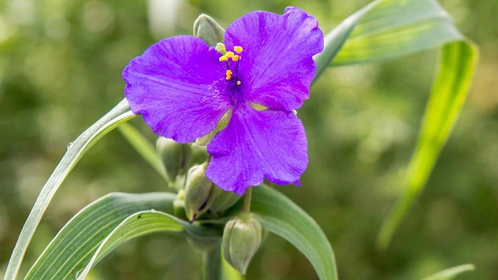 An Image of Spiderwort Flower