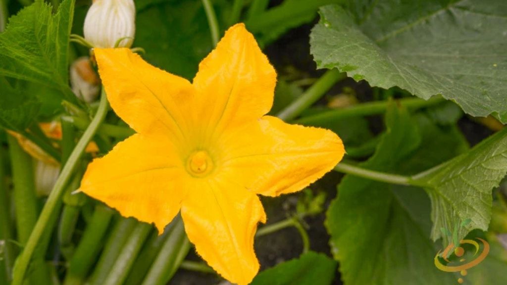 An Image of Squash Bloom