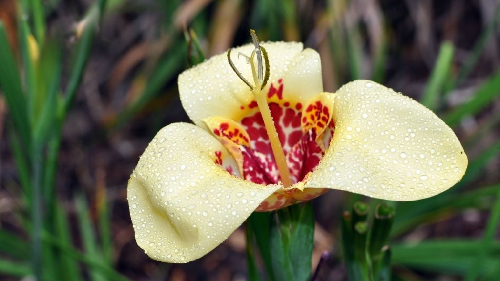 An Image of Tigridia Flower 