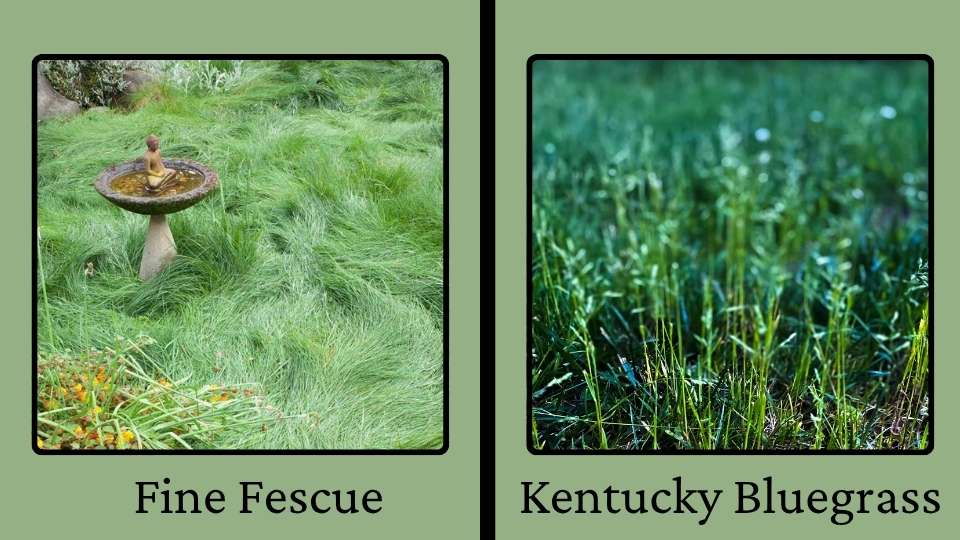 Difference between Fine Fescue Vs Kentucky Bluegrass