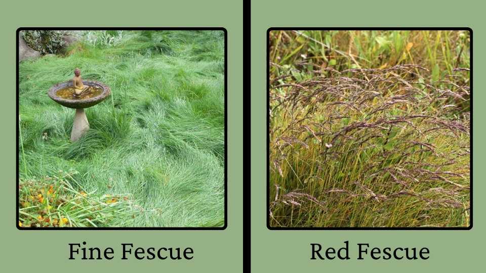 Difference between Fine Fescue Vs Red Fescue