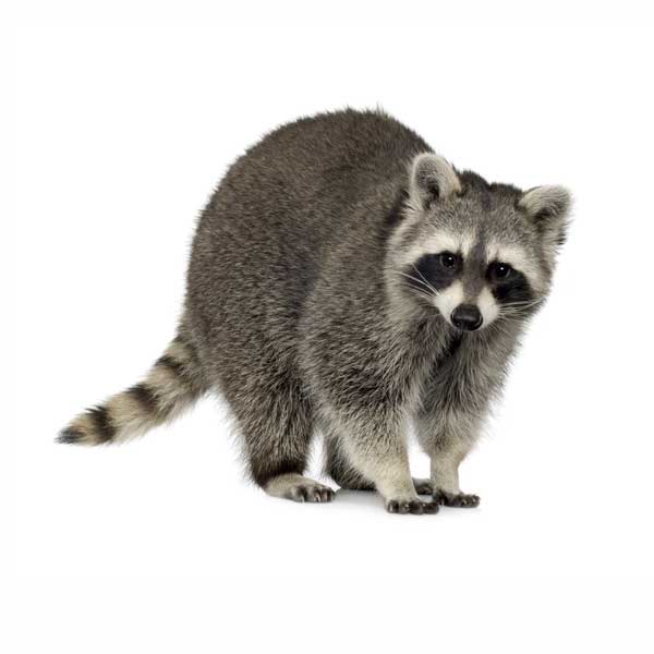 Image of a Raccoon
