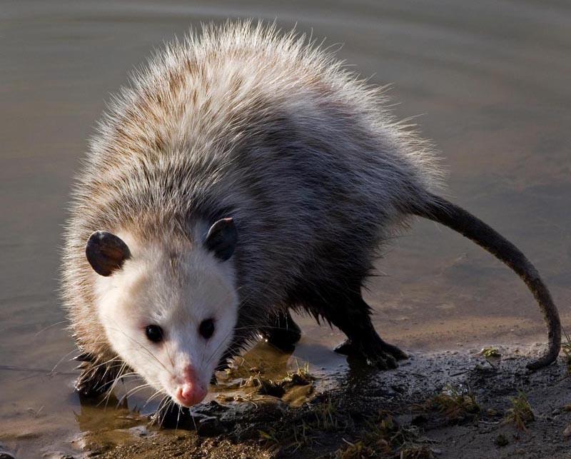 Image of an Opossum