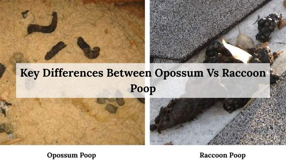 Key Differences Between Opossum Vs Raccoon Poop