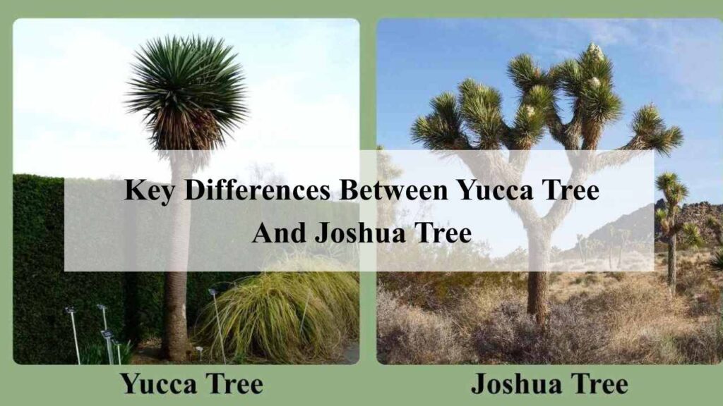 Key Differences Between Yucca Tree And Joshua Tree