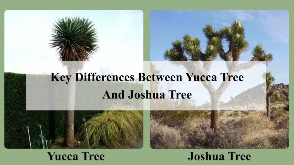 Key Differences Between Yucca Tree And Joshua Tree