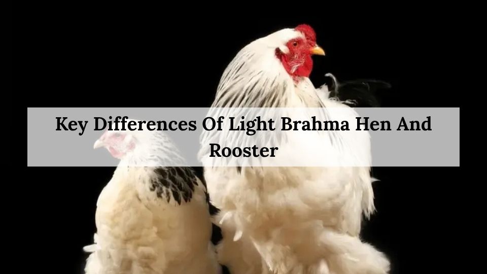 Key Differences Of Light Brahma Hen And Rooster