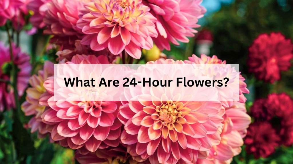 What Are 24-Hour Flowers?