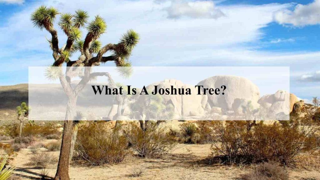 What Is A Joshua Tree