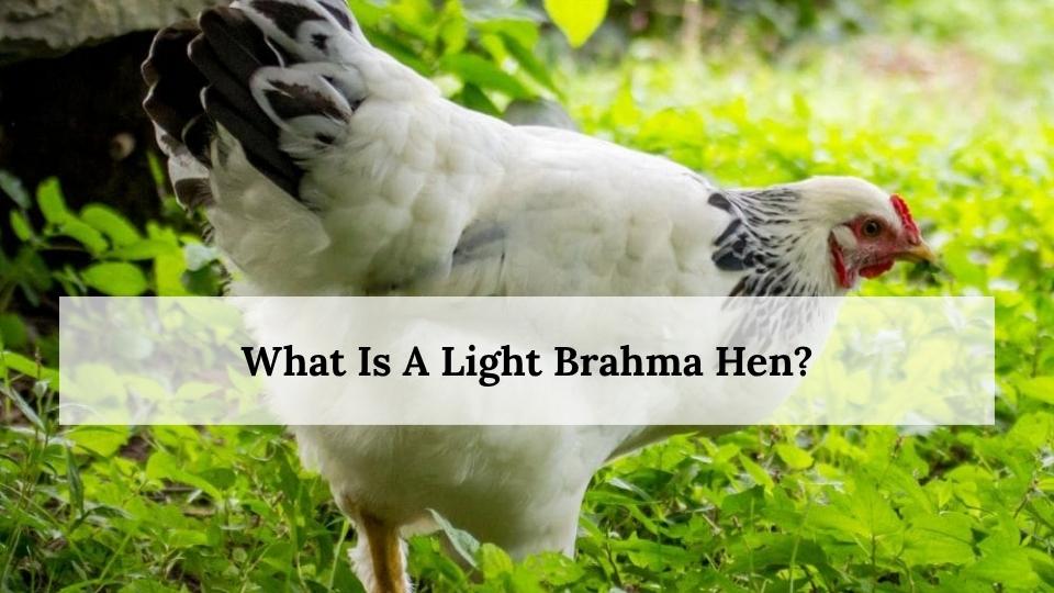What Is A Light Brahma Hen