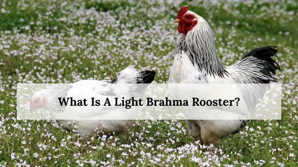 What Is A Light Brahma Rooster