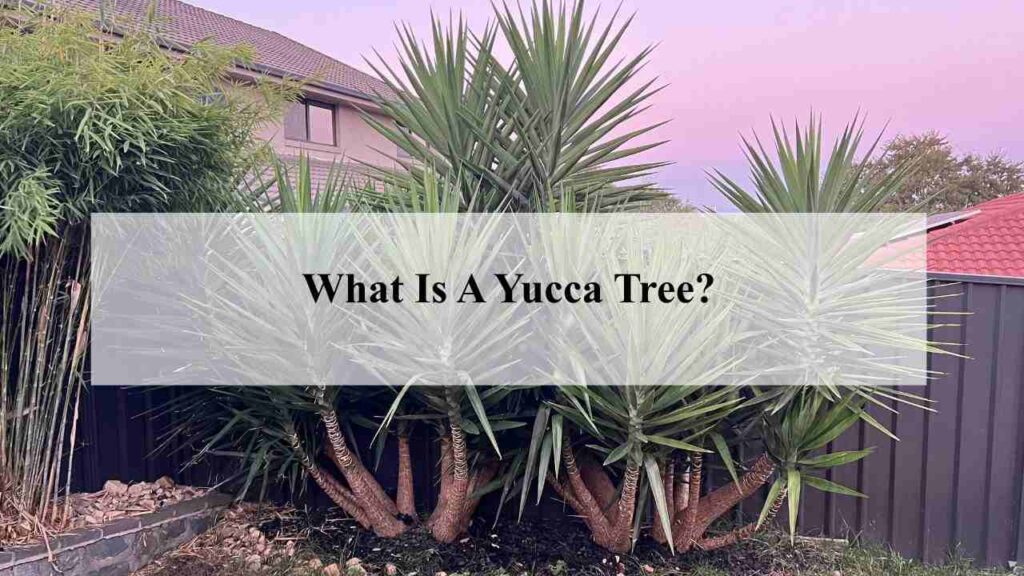 What Is A Yucca Tree