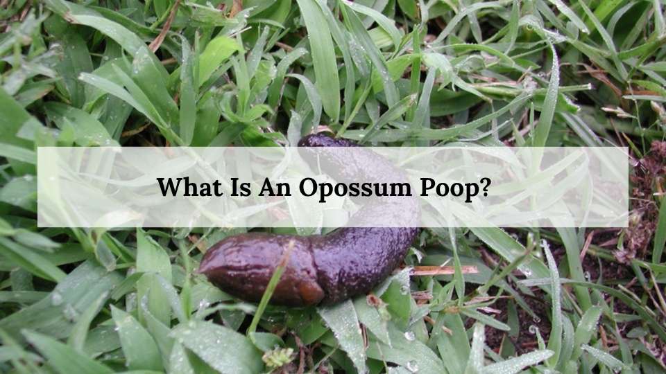 What Is An Opossum Poop