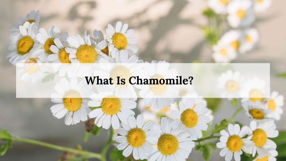 What Is Chamomile?
