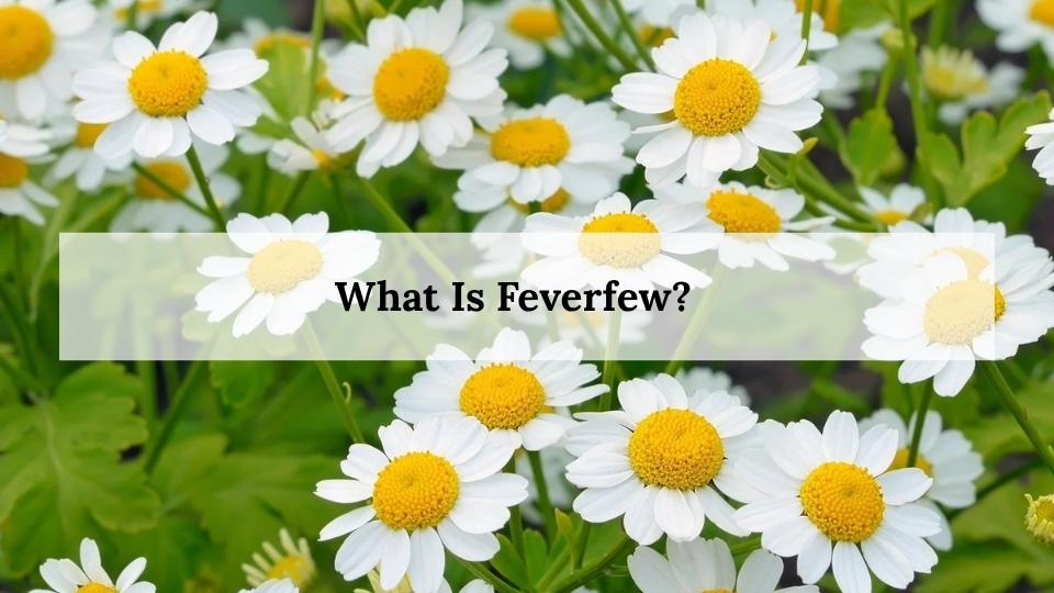 What Is Feverfew?