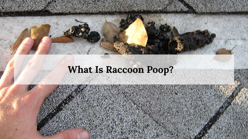 What Is Raccoon Poop?