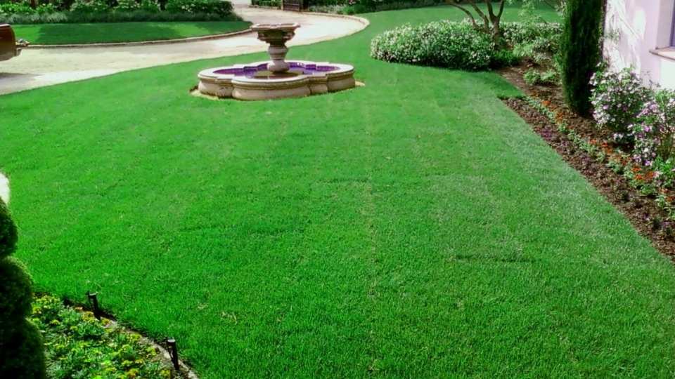 What Is Tall Fescue?